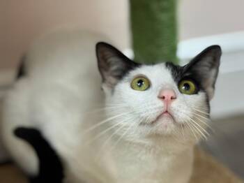 Rescue Domestic Short Hair Cats for Adoption in Sunrise, Florida - Lulu | PetCurious