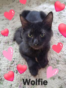 Wolfie -  Domestic Medium Hair and Extra Toes Cat Hemingway Polydactyl Cat for Adoption in Longwood, Florida - Wolfie | PetCurious