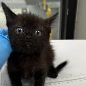 Moose -  Domestic Short Hair Cat for Adoption in Columbiana, Alabama - Moose | PetCurious