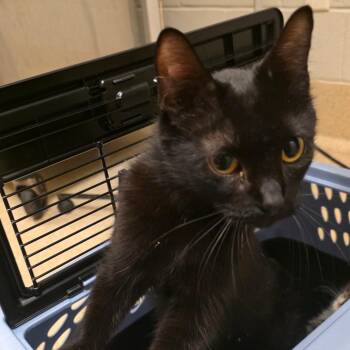 Domestic Short Hair Cats Available for Adoption in South Elgin, Illinois - Brunch | PetCurious