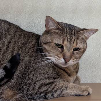 Rescue Domestic Short Hair Cats for Adoption in Jeffersonville, Indiana - Abby | PetCurious