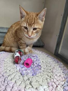 61974347 -  Domestic Short Hair Cat for Adoption in Elko, Nevada - 61974347 | PetCurious