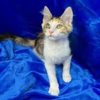 Shannon -  Calico Cat for Adoption in Green Valley, Arizona - Shannon | PetCurious