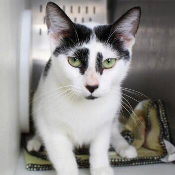 Domestic Short Hair Cats Available for Adoption in Hopkinton, Massachusetts - Loki | PetCurious