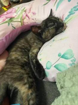 Spicy -  Domestic Short Hair Cat for Adoption in Dale City, Virginia - Spicy | PetCurious