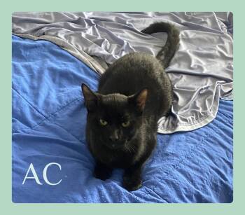AC -  Tabby Cat for Adoption in Lawton, Oklahoma - AC | PetCurious