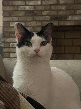 Domestic Short Hair Cats Available for Adoption in Charlotte, North Carolina - Pebbles | PetCurious