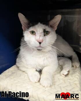 Domestic Short Hair Cats Available for Adoption in Maryville, Tennessee - Al Pacino | PetCurious