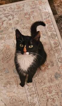 Domestic Short Hair Cats Available for Adoption in Minneapolis, Minnesota - Maya | PetCurious