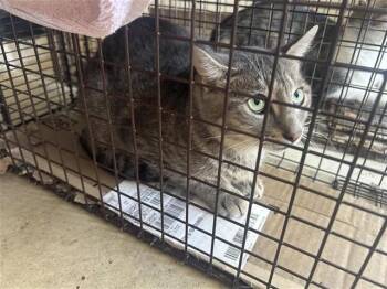 A661085 -  Domestic Short Hair Cat for Adoption in Houston, Texas - A661085 | PetCurious