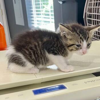 Domestic Medium Hair Cats Available for Adoption in Livingston, Texas - Cool Cat | PetCurious