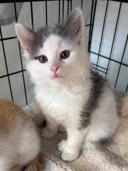 Domestic Medium Hair Cats Available for Adoption in Cincinnati, Ohio - Barrette | PetCurious