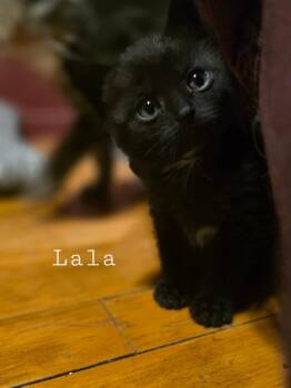 Domestic Short Hair Cats Available for Adoption in Glenfield, New York - Lala | PetCurious