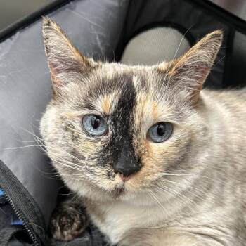 Domestic Short Hair Cats Available for Adoption - Oakley | PetCurious