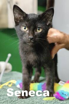 Rescue Domestic Short Hair Cats for Adoption in Macomb, Illinois - Seneca | PetCurious