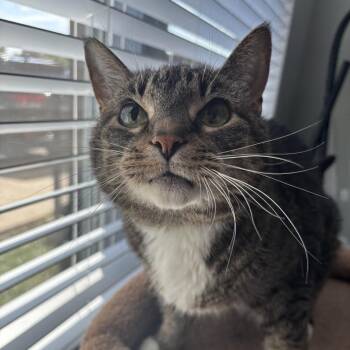 Tink -  Domestic Short Hair Cat for Adoption in Nashville, Tennessee - Tink | PetCurious