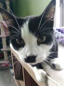 Domestic Short Hair Cats Available for Adoption - Charlie Chaplin | PetCurious