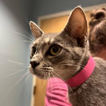 Ziggy -  Domestic Short Hair Cat for Adoption in Chattanooga, Tennessee - Ziggy | PetCurious