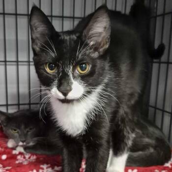 Van Surfer -  Domestic Short Hair Cat for Adoption in Davenport, Iowa - Van Surfer | PetCurious