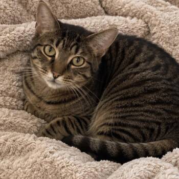 Pacheco -  Domestic Short Hair Cat for Adoption in Buffalo, New York - Pacheco | PetCurious