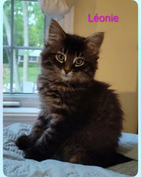 Léonie -  Domestic Long Hair Cat for Adoption in Sainte-martine, Quebec - Léonie | PetCurious