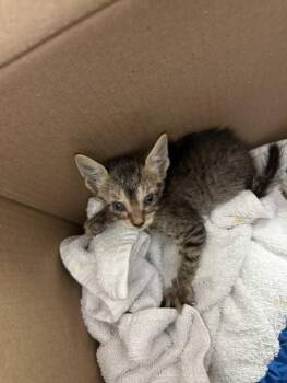 CEBU -  Domestic Short Hair Cat for Adoption in Fort Walton Beach, Florida - CEBU | PetCurious