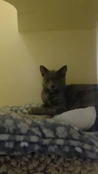 Pork Chop -  Domestic Short Hair Cat for Adoption in Charleston, South Carolina - Pork Chop | PetCurious