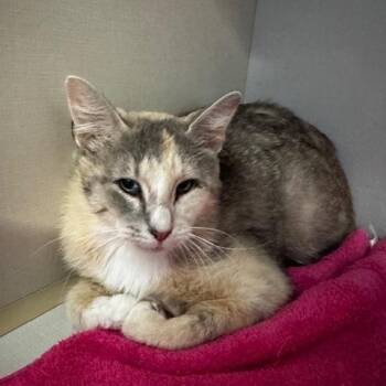 Letizia -  Domestic Short Hair Cat Available for Adoption in Hutchinson, Minnesota - Letizia | PetCurious