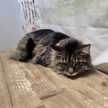 Domestic Long Hair Cats Available for Adoption - Harris | PetCurious