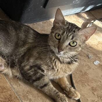 The Waitress -  Domestic Short Hair Cat for Adoption in Wildomar, California - The Waitress | PetCurious
