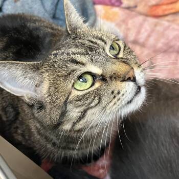 Abby -  Domestic Short Hair Cat for Adoption in Las Vegas, Nevada - Abby | PetCurious