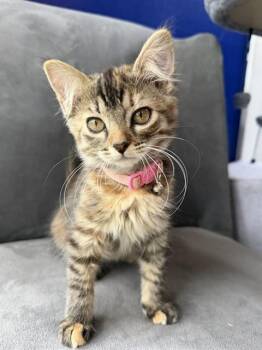 DOLORES -  Domestic Medium Hair Cat for Adoption in Tallahassee, Florida - DOLORES | PetCurious