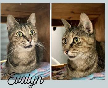 Rescue Domestic Short Hair Cats for Adoption in Pierceton, Indiana - Evalyn - Silo | PetCurious