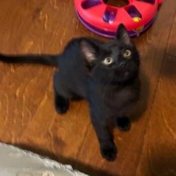 Kit Kat -  Domestic Short Hair Cat for Adoption in Springfield, Illinois - Kit Kat | PetCurious