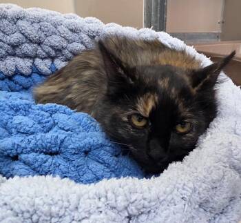 61264516- Gabby -  Domestic Medium Hair Cat for Adoption in Elko, Nevada - 61264516- Gabby | PetCurious