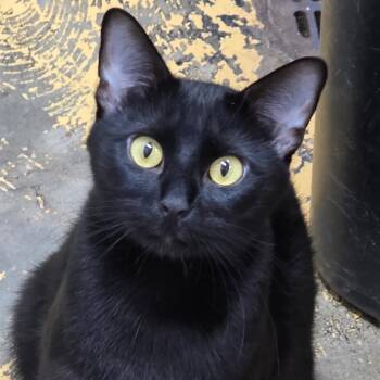 Rescue Domestic Short Hair Cats for Adoption in Huntsville, Alabama - Sky | PetCurious