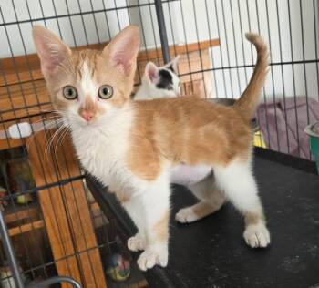 Tribeca -  Tabby Cat for Adoption in Albuquerque, New Mexico - Tribeca | PetCurious