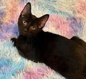 Rescue Domestic Short Hair Cats for Adoption in Jacksonville, Florida - Lima Bean =^.^= | PetCurious