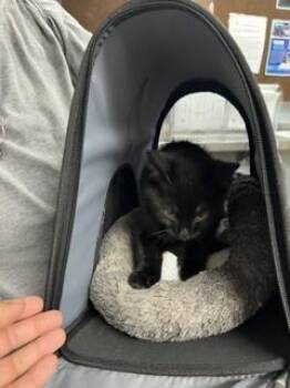 Domestic Short Hair Cats Available for Adoption in Stockton, California - A376341 | PetCurious