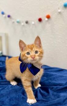 Tabby and Domestic Short Hair Cats Available for Adoption in Friendswood, Texas - Loo Meowsers | PetCurious