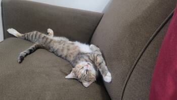 Kanga (FIV+) (foster cat) -  Domestic Short Hair Cat for Adoption in Littlestown, Pennsylvania - Kanga (FIV+) (foster Cat) | PetCurious
