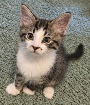 Kitten Birch -  Domestic Short Hair Cat for Adoption in Cuyahoga Falls, Ohio - Kitten Birch | PetCurious