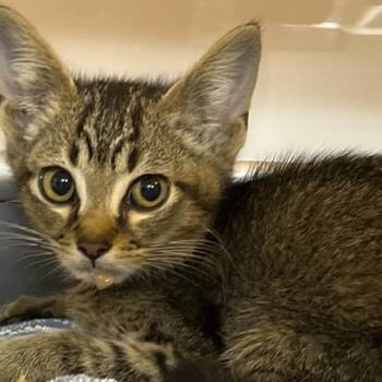 Jeralt -  Domestic Short Hair Cat for Adoption in Mt. Juliet, Tennessee - Jeralt | PetCurious