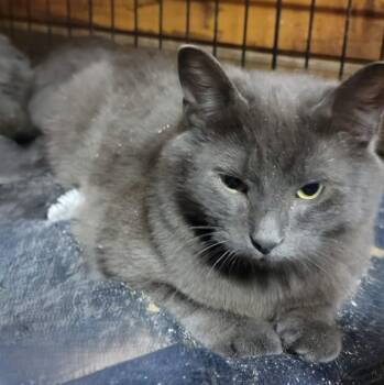 Domestic Short Hair Cats Available for Adoption - Steel | PetCurious