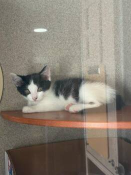 Zomba -  Domestic Short Hair Cat for Adoption - Zomba | PetCurious