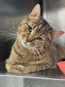 Domestic Short Hair Cats Available for Adoption - Gold Fish | PetCurious