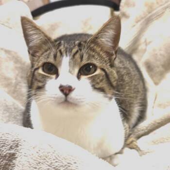 Sky McCarthy (bonded w/Rocky) -  Domestic Short Hair Cat for Adoption in Merrifield, Virginia - Sky McCarthy (bonded W/Rocky) | PetCurious