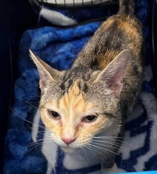 Sparkles -  Domestic Short Hair Cat for Adoption in Cumberland, Maine - Sparkles | PetCurious