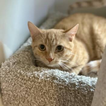Rescue Domestic Short Hair Cats for Adoption in Richmond, Virginia - Burrata | PetCurious