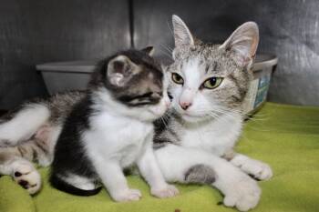 Rescue Domestic Short Hair and Tabby Cats for Adoption in Brazil, Indiana - MRS. GUMP | PetCurious